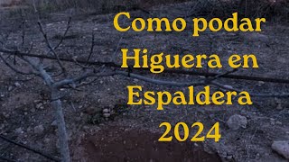 Cómo podar higuera en espaldera 2024 [upl. by Sladen888]