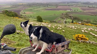 Two unbelievable sheepdogs working sheep in Scotland [upl. by Gulgee]