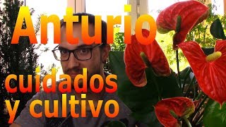 Cómo cuidar un Anturium o Anturio Anthurium andreanum [upl. by Lolande642]