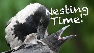 Crow Nesting Time [upl. by Arianna]