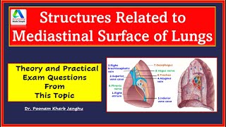 Mediastinal surface of lungs  structures related  Lungs anatomy  Simplified [upl. by Madella]