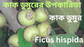 কাক ডুমুরের উপকারিতা  কাক ডুমুর  Ficus hispida [upl. by Anemolif]