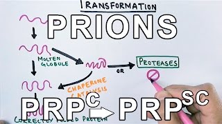 PrionsWhat are they  Protein Misfolding Mechanism [upl. by Assilla870]