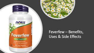 Feverfew  Benefits Uses amp Side Effects [upl. by Letnuahs]