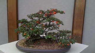 How to Care Cotoneaster Bonsai [upl. by Honan]