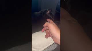 Kitty on pillow youtube cat kittten youtubeshorts kittys kitty [upl. by Yojal]