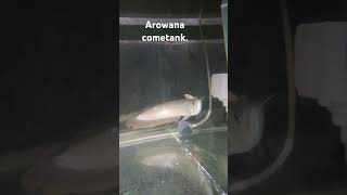 Arowana silverBrazil [upl. by Warrick481]