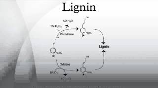 Lignin [upl. by Harmony]