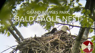 Bald Eagle Nest  Grand Ravines Park  51224  Ottawa County Michigan [upl. by Sherard253]