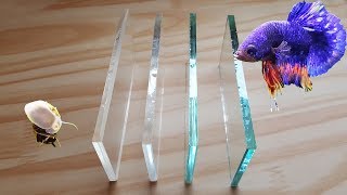 Acrylic Vs Low Iron Glass Vs Regular Glass Aquarium [upl. by Bianka]