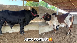 Farm pa naye janwar agaye🥰 black bull in town alhamdulliah 🐄 [upl. by Jakoba49]