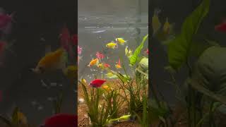 Glo Fish Tetra feeding [upl. by Cornelius777]