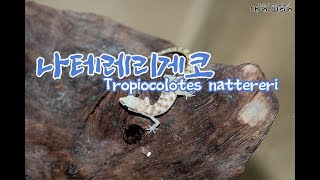 나테레리게코Tropiocolotes nattereri20191005 [upl. by Mulac]