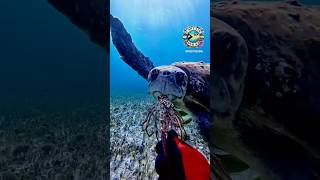 Feeding this gentle giant 🐢 turtle spinylobster underwaterlife adventure adrenalinerush dive [upl. by Reste]