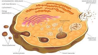 Endocytosis and exocytosis [upl. by Anaib]