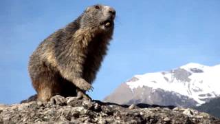 Marmotte qui siffle [upl. by Dituri]