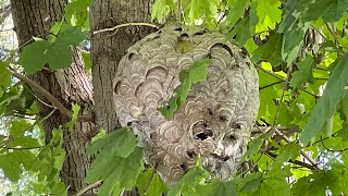 Massive bald face hornet nest removal Wasp nest Infested with hornets [upl. by Nosro985]