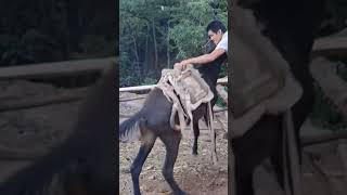 The process of installing the wood saddle for the horse [upl. by Murial]