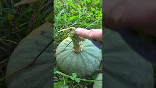 More squash on the vine on the MiniFarm homestead [upl. by Demahum971]