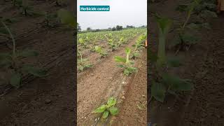 herbicide control खरपतवार नियंत्रण करें [upl. by Nivled]