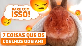 7 COISAS QUE OS COELHOS ODEIAM que fazemos sem pensar [upl. by Llertnahs]