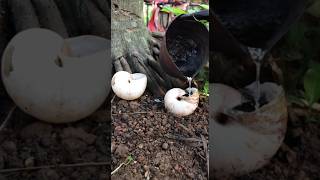 The best clips short with lead pouring into a longdead snail shell at the field hangseanghong [upl. by Ralph687]