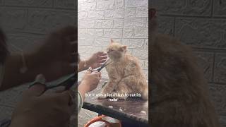 Cat grooming part 2 104200 days catsbae [upl. by Brass520]