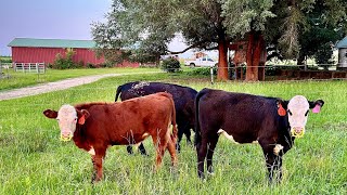 Weaning Calves with Wean Rings [upl. by Nnylaj]