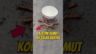 KOLONI SEMUT VS GELAS KERTAS eksperimen kolonisemut semuthitam semutapi semutsemutkecil [upl. by Adal136]