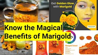 Know the 5 magical benefits of Marigold plant  Medicinal properties of marigold [upl. by Talya]