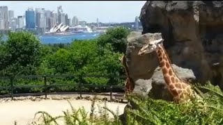 fun holiday at taronga zoo in sydney australia wildlife animals [upl. by Nyladnarb280]