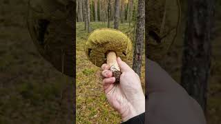 Picking Wild Edible Mushrooms of the Forest Boletus Russula amp Suillus variegatus [upl. by Enel184]