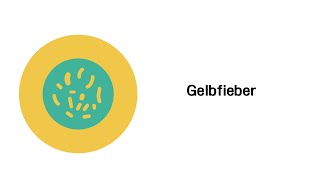 Gelbfieber  Infektionskrankheiten [upl. by Dynah]