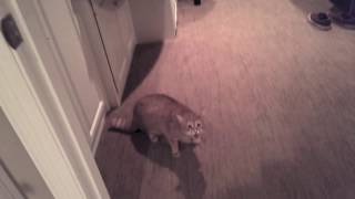 Friends Cat Meows Aggressively then Attacks [upl. by Alanah]