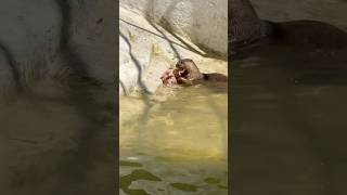 Sea Otter Eating Chicken seaotter seaotters ottersofinstagram otterspool otterlove ottervideos [upl. by Merrill821]