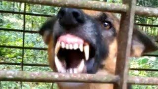 Vicious dog barking fiercely and loudly [upl. by Thaddeus]