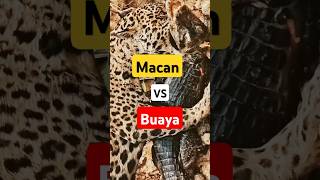 Macan vs Buaya news new shorts [upl. by Htims]