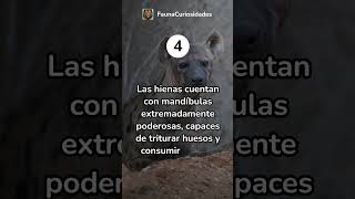 Las 5 Curiosidades más Fascinantes sobre las Hienas sabiasque FaunaCuriosidades curiosidades [upl. by Dustin355]