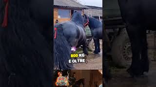 Percheron 🇫🇷🥖🐎 shortvideo animali animale cavallo cavalli percheron forza potente [upl. by Edmondo]