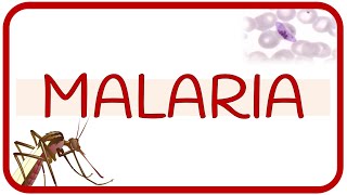 MALARIA  fisiopatología ciclo de vida manifestaciones clínicas diagnóstico y tratamiento [upl. by Berkin]