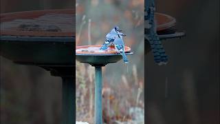 Blue jays at the birdbath 💙 beautifulbirds bluejays birdbath birdwatching birdlovers [upl. by Clements]