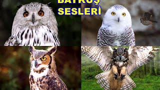 Şirin Baykuşlar  Baykuş Sesi  Farklı Baykuş Sesleri Ötüşleri [upl. by God]