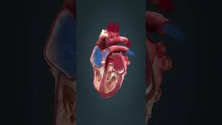 The heart is a machine 3d heart anatomy [upl. by Annoda]