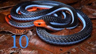 Top 10 Venomous Snakes  Cobras Corals Kraits [upl. by Suedaht]