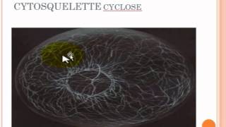 cytologie généralités partie 2 [upl. by Dielu]