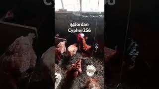 It has been Gods grace 🙏 🙌 Katonda yabade mweno ensonga chicken poultry birds [upl. by Joo]