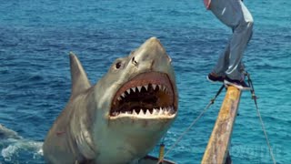 The Best Shark Attacks from Jaws The Revenge 🌀 4K [upl. by Estell142]