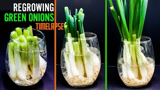 Grow unlimited Spring onions How To Regrow Green Onions [upl. by Yesnel]