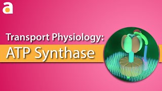 Transport Physiology 3D ATP Synthase ATPase [upl. by Essa]