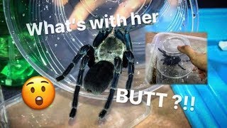 Cobalt Blue TARANTULAs can be UNPREDICTABLE  Mine has a CROOKED BUTT lol [upl. by Leerzej919]